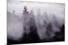 Light and Fog Play in Black and White, Nature Abstract-Vincent James-Mounted Photographic Print