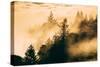 Light and Fog Play Mount Tamalpais, Marin County, San Francisco-Vincent James-Stretched Canvas