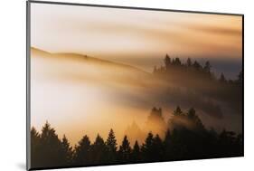 Light and Mist Sweep, Hills and Fog, Mount Tamalpais Marin County-Vincent James-Mounted Photographic Print