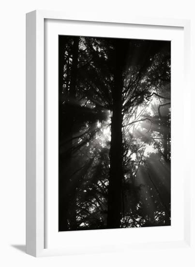 Light and Shadows I-Erin Berzel-Framed Photographic Print