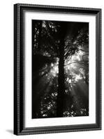 Light and Shadows I-Erin Berzel-Framed Photographic Print