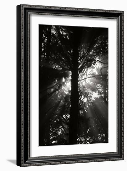 Light and Shadows I-Erin Berzel-Framed Photographic Print