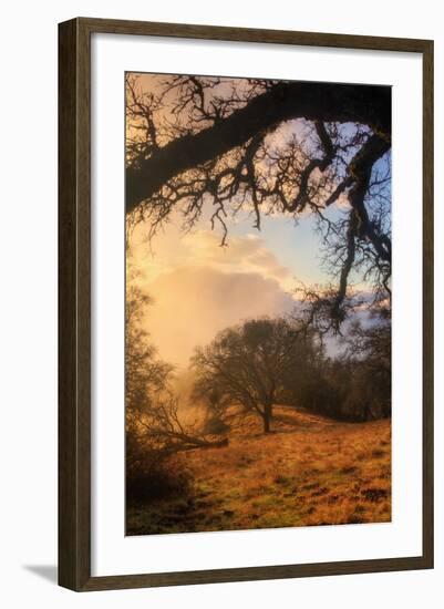 Light and the Back Woods-Vincent James-Framed Photographic Print