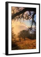 Light and the Back Woods-Vincent James-Framed Photographic Print