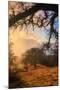 Light and the Back Woods-Vincent James-Mounted Photographic Print