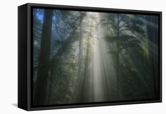 Light and The Dark Redwood Forest, California Coast-Vincent James-Framed Stretched Canvas