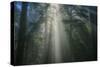 Light and The Dark Redwood Forest, California Coast-Vincent James-Stretched Canvas