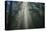 Light and The Dark Redwood Forest, California Coast-Vincent James-Stretched Canvas