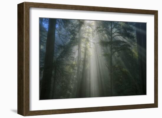 Light and The Dark Redwood Forest, California Coast-Vincent James-Framed Photographic Print