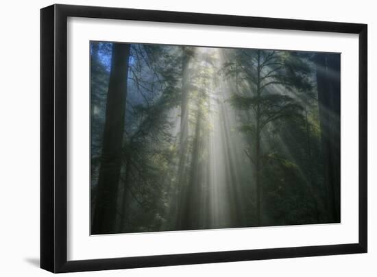 Light and The Dark Redwood Forest, California Coast-Vincent James-Framed Photographic Print