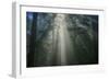 Light and The Dark Redwood Forest, California Coast-Vincent James-Framed Photographic Print