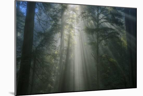 Light and The Dark Redwood Forest, California Coast-Vincent James-Mounted Photographic Print