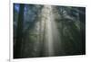 Light and The Dark Redwood Forest, California Coast-Vincent James-Framed Photographic Print