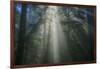 Light and The Dark Redwood Forest, California Coast-Vincent James-Framed Photographic Print