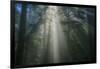 Light and The Dark Redwood Forest, California Coast-Vincent James-Framed Photographic Print