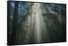 Light and The Dark Redwood Forest, California Coast-Vincent James-Framed Stretched Canvas