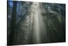 Light and The Dark Redwood Forest, California Coast-Vincent James-Stretched Canvas