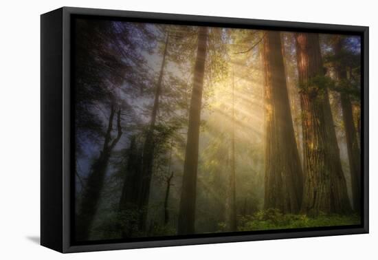 Light and the Land of the Trees, Northern California-Vincent James-Framed Stretched Canvas