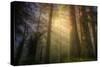 Light and the Land of the Trees, Northern California-Vincent James-Stretched Canvas