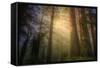 Light and the Land of the Trees, Northern California-Vincent James-Framed Stretched Canvas