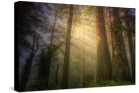 Light and the Land of the Trees, Northern California-Vincent James-Stretched Canvas