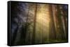 Light and the Land of the Trees, Northern California-Vincent James-Framed Stretched Canvas