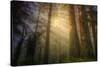 Light and the Land of the Trees, Northern California-Vincent James-Stretched Canvas