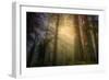 Light and the Land of the Trees, Northern California-Vincent James-Framed Photographic Print