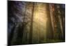Light and the Land of the Trees, Northern California-Vincent James-Mounted Photographic Print