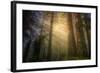 Light and the Land of the Trees, Northern California-Vincent James-Framed Photographic Print