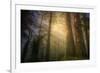 Light and the Land of the Trees, Northern California-Vincent James-Framed Photographic Print