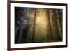 Light and the Land of the Trees, Northern California-Vincent James-Framed Photographic Print