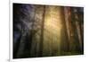 Light and the Land of the Trees, Northern California-Vincent James-Framed Photographic Print