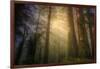 Light and the Land of the Trees, Northern California-Vincent James-Framed Photographic Print