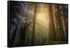 Light and the Land of the Trees, Northern California-Vincent James-Framed Stretched Canvas