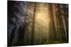 Light and the Land of the Trees, Northern California-Vincent James-Stretched Canvas