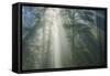 Light and The Misty Woods, California Redwoods-Vincent James-Framed Stretched Canvas