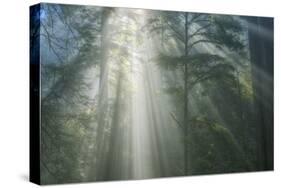 Light and The Misty Woods, California Redwoods-Vincent James-Stretched Canvas