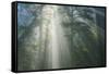 Light and The Misty Woods, California Redwoods-Vincent James-Framed Stretched Canvas