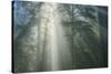 Light and The Misty Woods, California Redwoods-Vincent James-Stretched Canvas