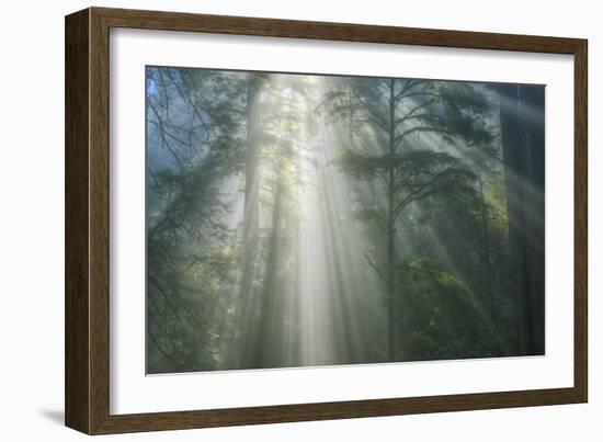 Light and The Misty Woods, California Redwoods-Vincent James-Framed Photographic Print