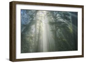 Light and The Misty Woods, California Redwoods-Vincent James-Framed Photographic Print