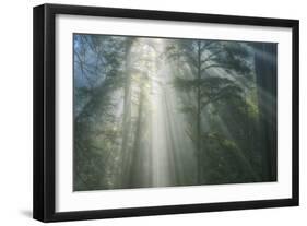 Light and The Misty Woods, California Redwoods-Vincent James-Framed Photographic Print