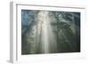 Light and The Misty Woods, California Redwoods-Vincent James-Framed Photographic Print