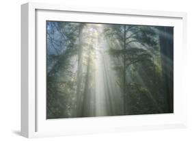 Light and The Misty Woods, California Redwoods-Vincent James-Framed Photographic Print