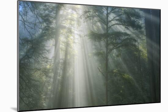 Light and The Misty Woods, California Redwoods-Vincent James-Mounted Photographic Print
