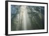 Light and The Misty Woods, California Redwoods-Vincent James-Framed Photographic Print