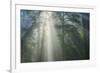 Light and The Misty Woods, California Redwoods-Vincent James-Framed Photographic Print