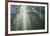 Light and The Misty Woods, California Redwoods-Vincent James-Framed Photographic Print