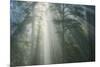 Light and The Misty Woods, California Redwoods-Vincent James-Mounted Photographic Print